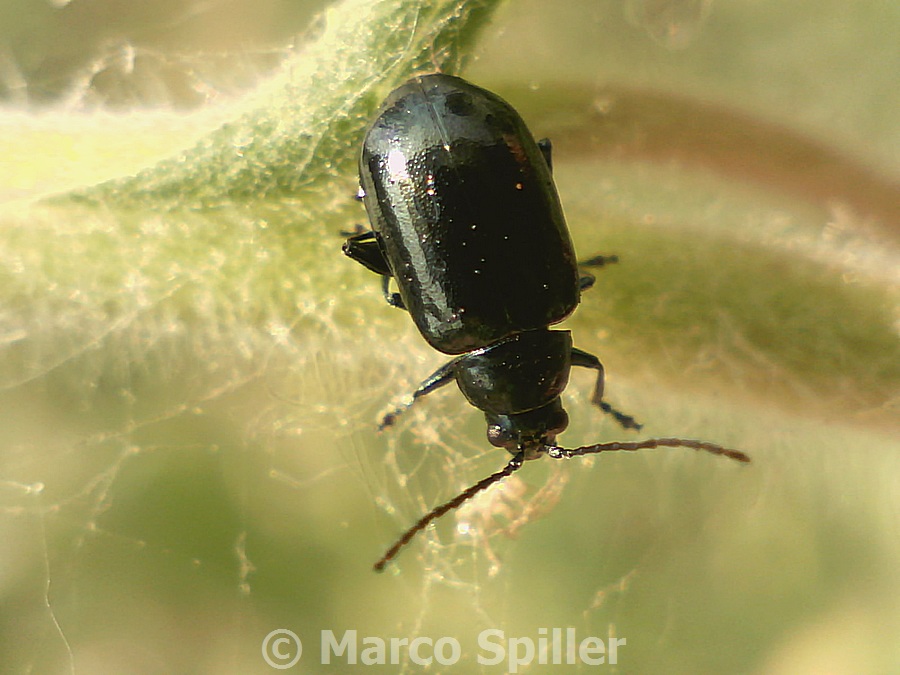 Crisomelide: Altica sp ?